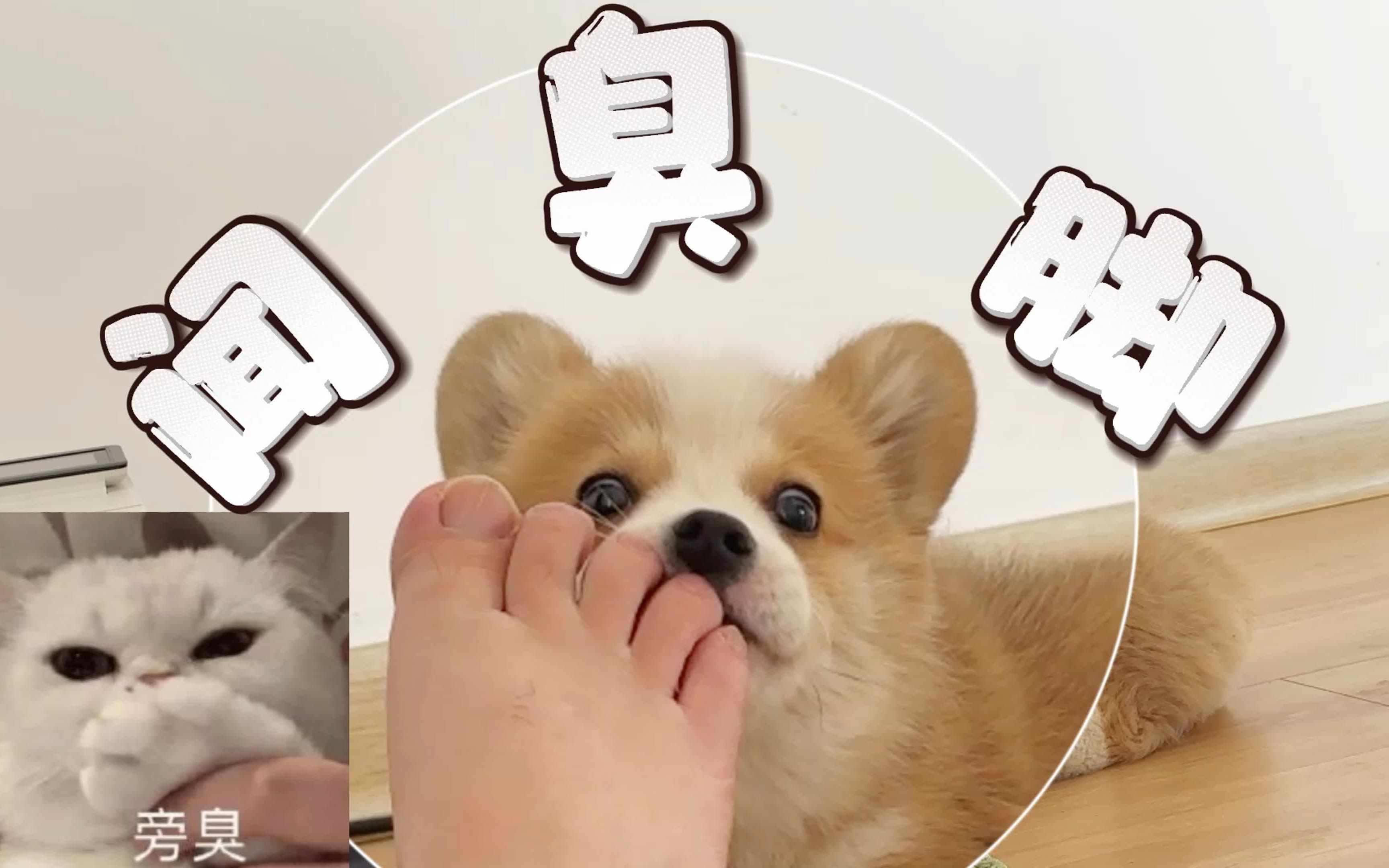 养了只喜欢闻人臭脚的柯基会有多尴尬?