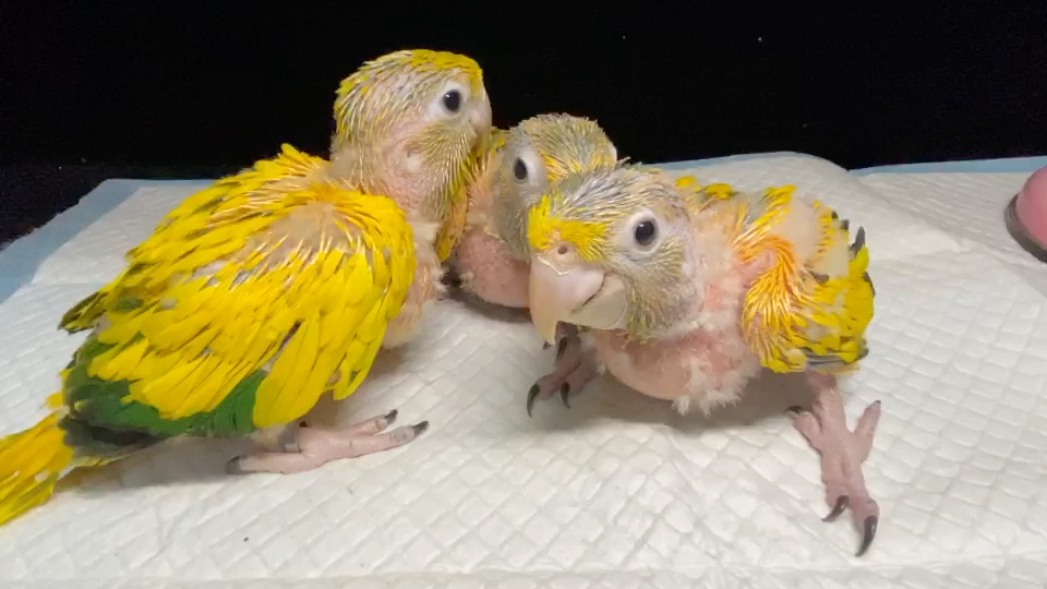 0天手养大金黄锥尾