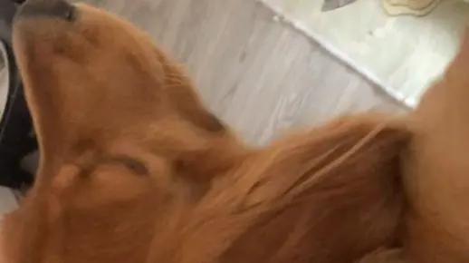 🐶日常萌宠大赏，可爱修狗让你心都化了！