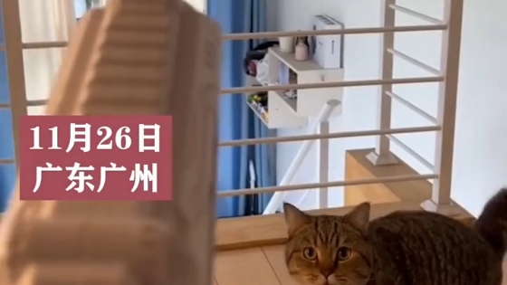 猫:能不能快点啊!真服了!哔哩哔哩bilibili