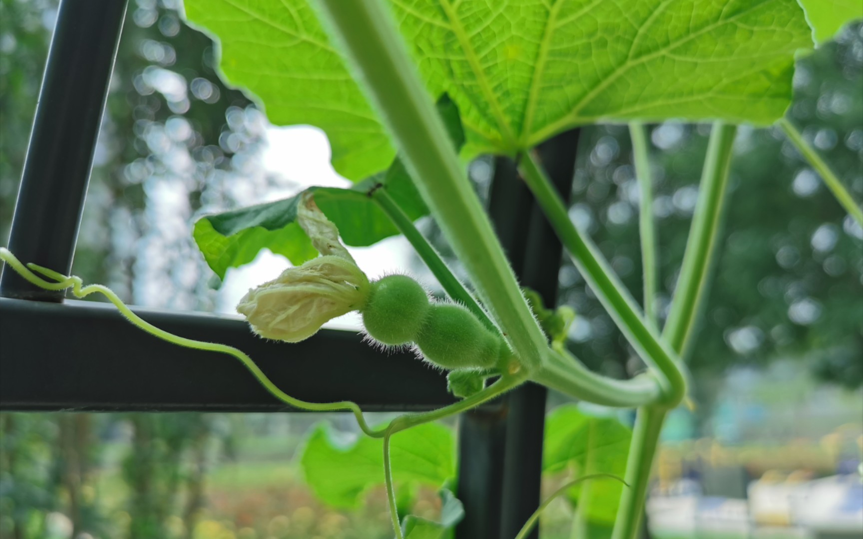 【葫芦】园区种的葫芦,藤蔓爬满了架