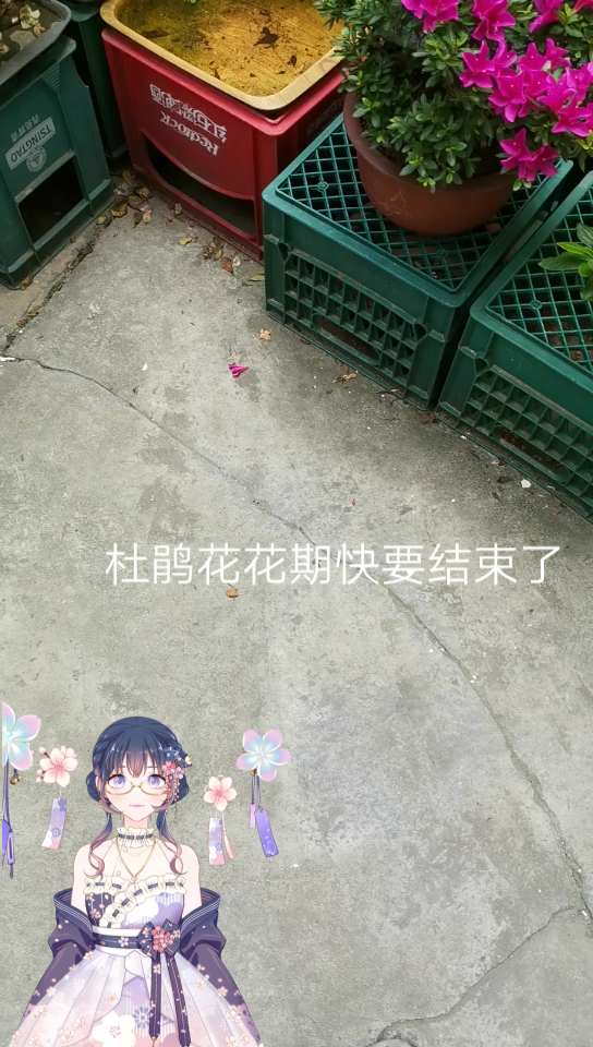 [图]杜鹃花今年最后的花期？