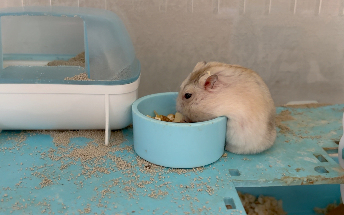 仓鼠能有多可爱