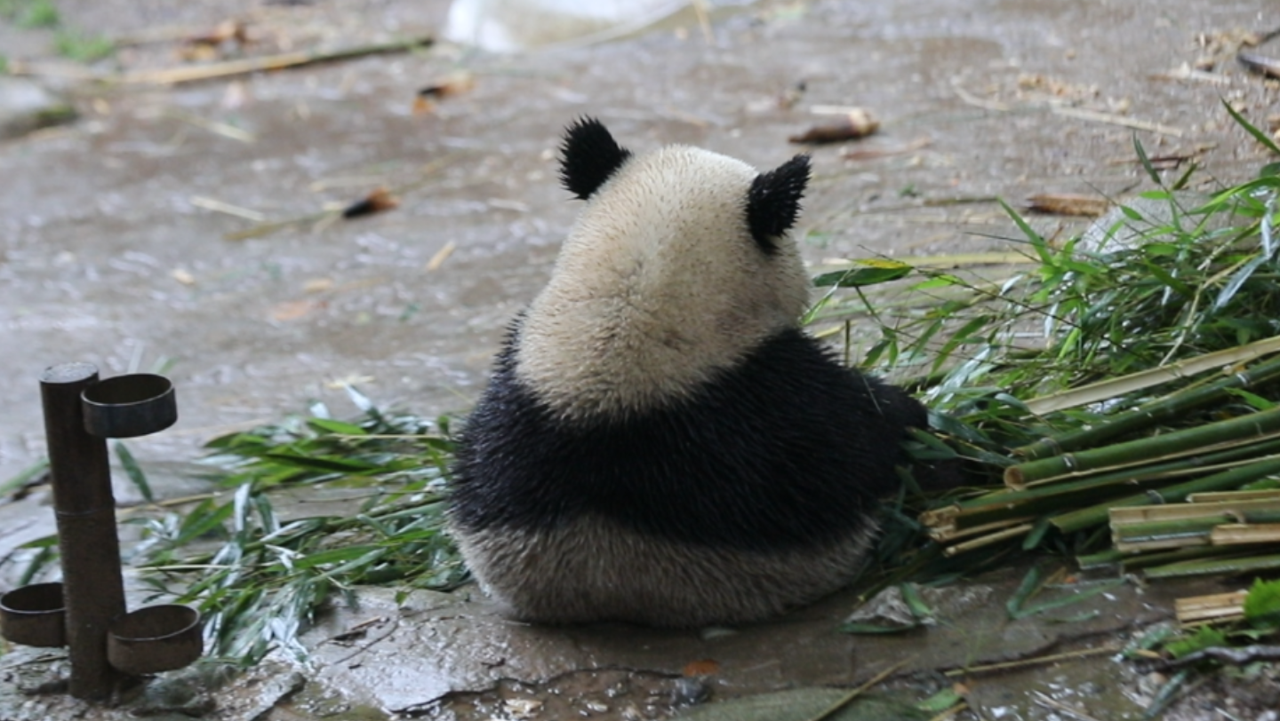 木曲辰雨中背影吃竹可可爱爱大熊猫檂檂22夏