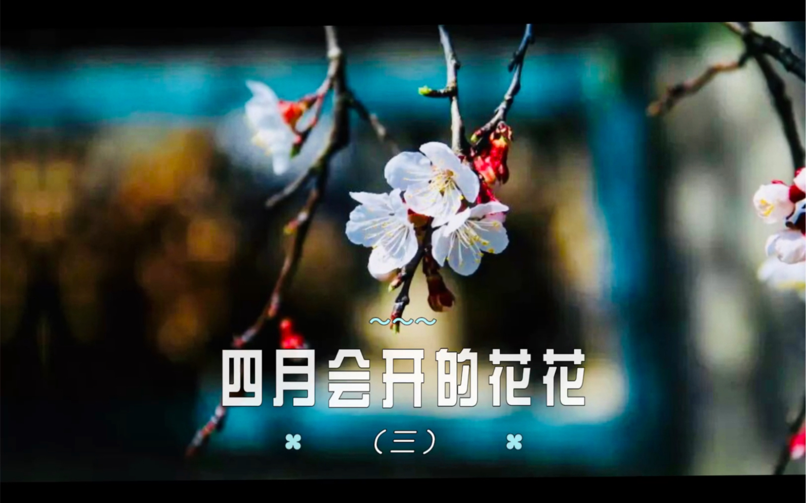 [图]四月会开的花花（三）：春光恰好，杏花初开。