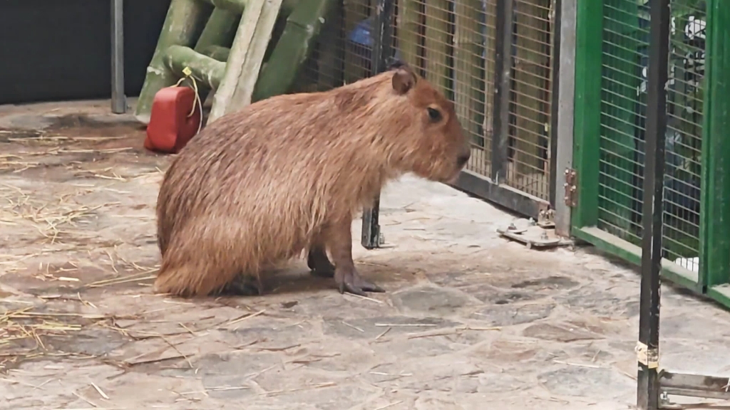 地球学院室内动物园的水豚