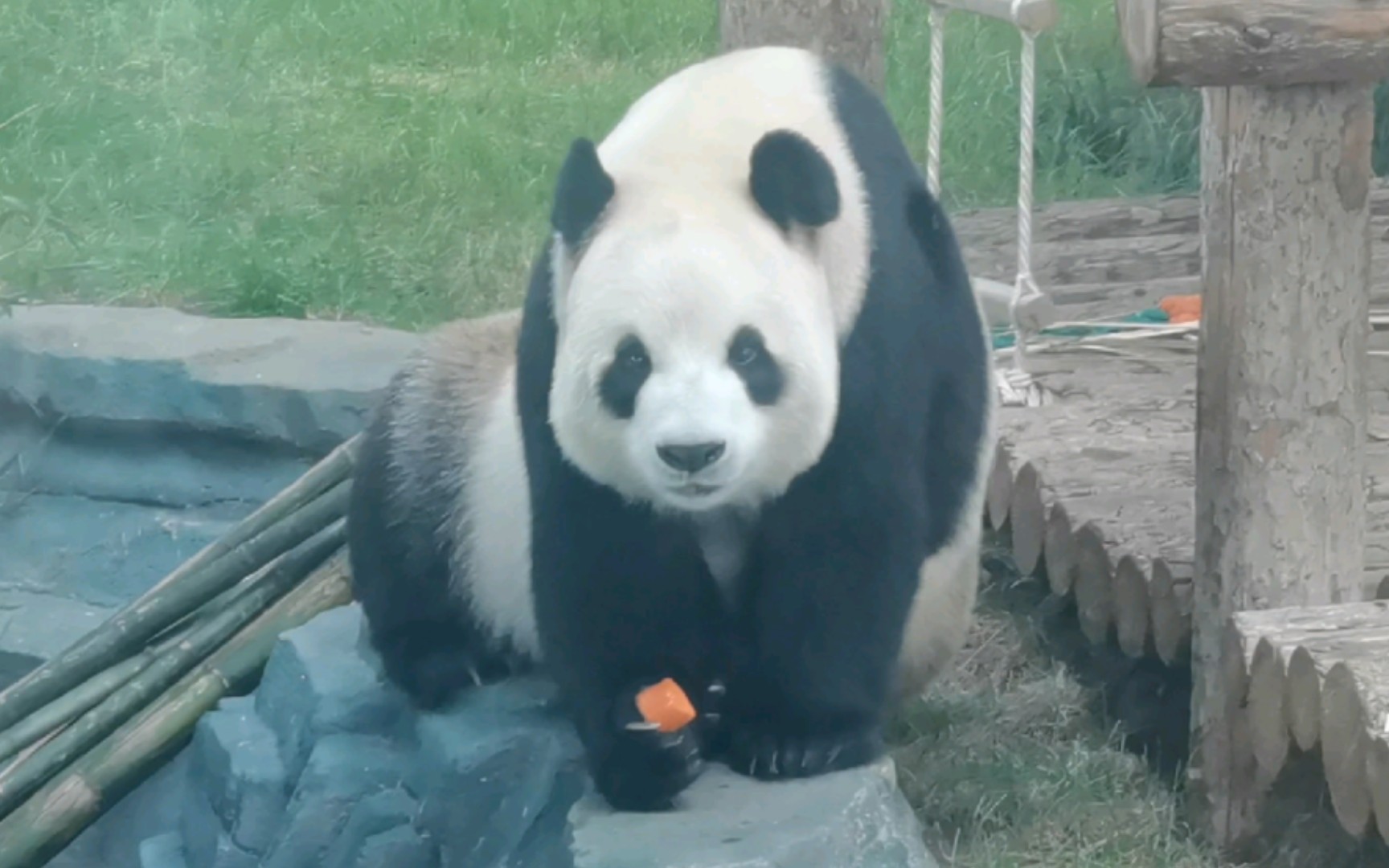 我只想安安静静的看猫猫们,不论它们在干嘛,都能融化我的心