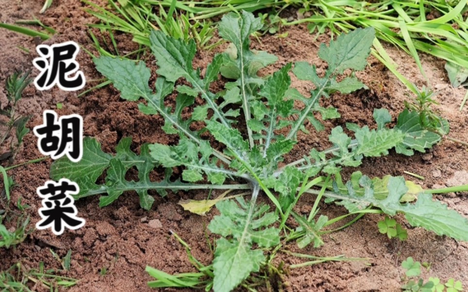 "秃妮子头揉三遍,给块猪肉也不换"!春天最早的野菜你吃过吗?