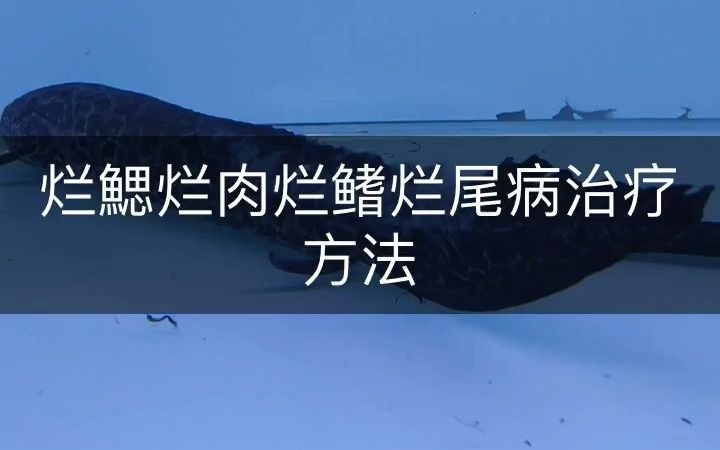 观赏鱼烂鳃烂肉烂鳍烂尾病治疗方法哔哩哔哩bilibili