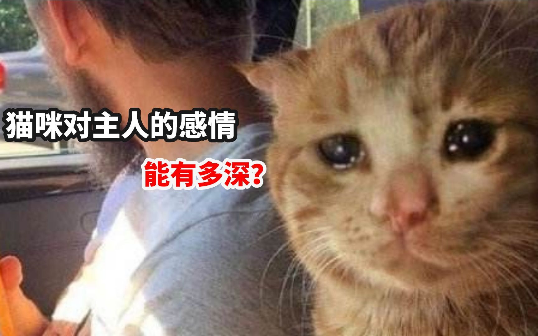 猫咪是如何表达感情的?哔哩哔哩bilibili