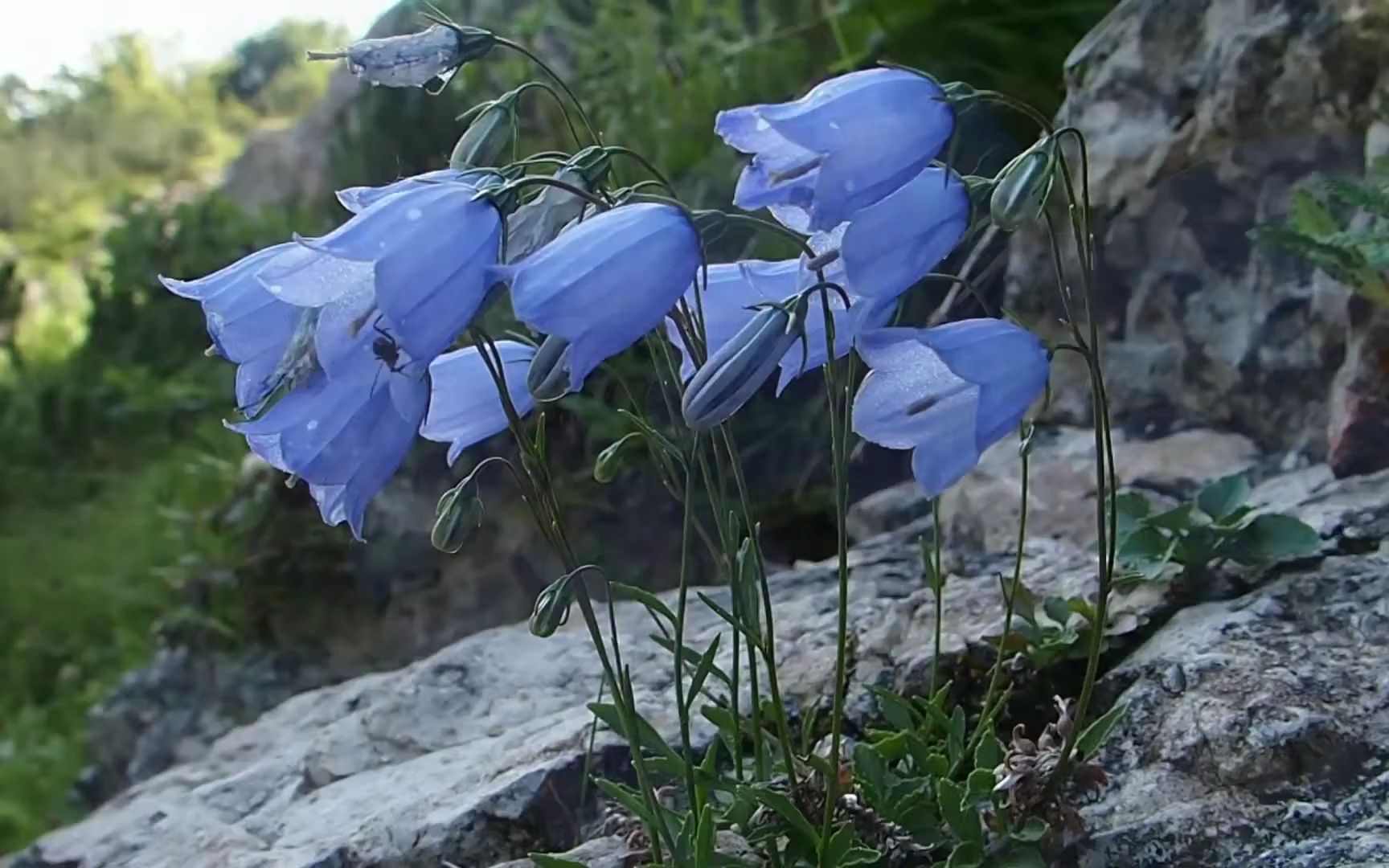 【匙葉風鈴草】桔梗科,鍾花,瓦筒花,仙女針藍色