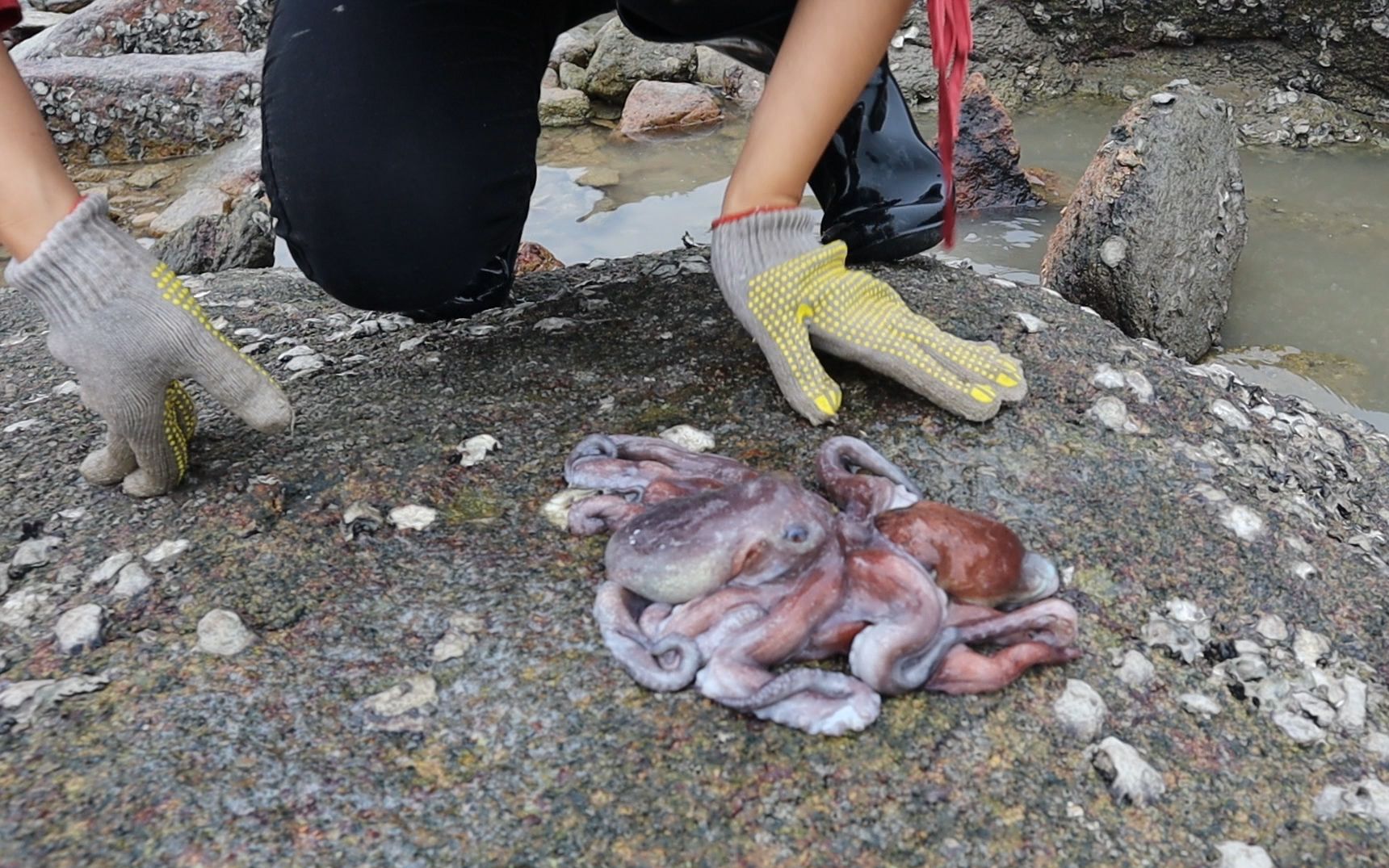 漁妹趕海碰上退大潮,抓到兩隻章魚緊緊交纏在一起,是在交配嗎