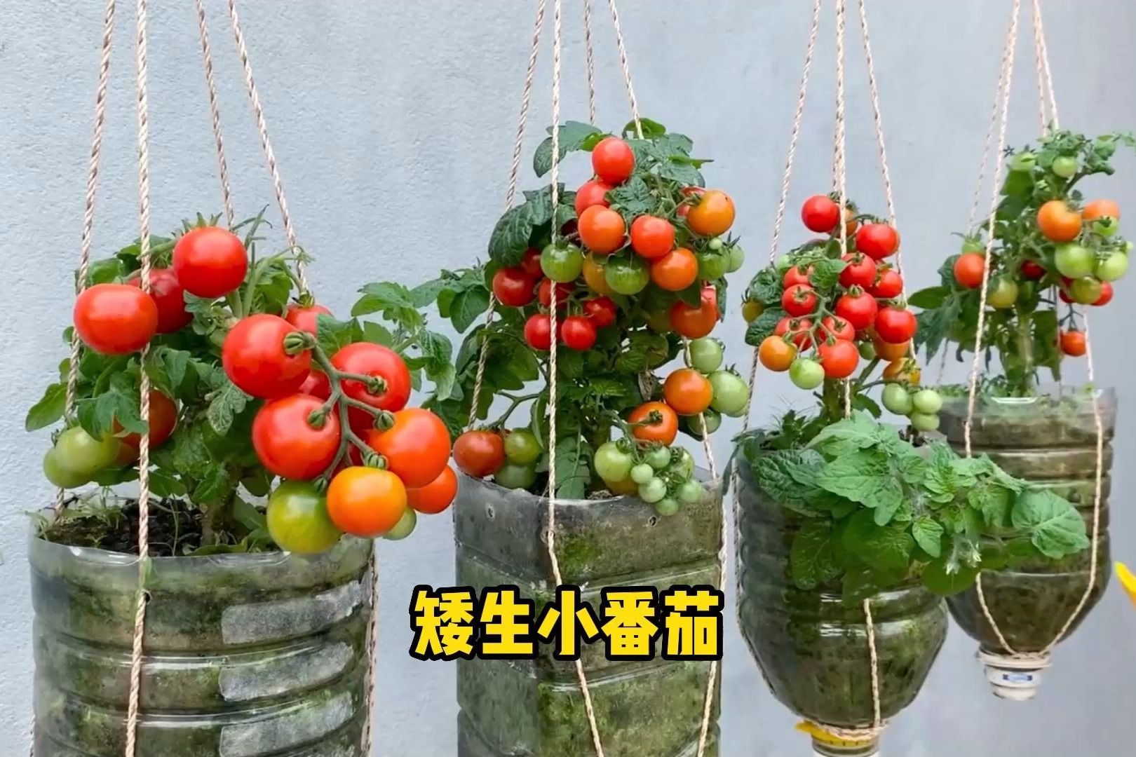 在家种植矮生小番茄,既能观赏,又能食用 - 哔哩哔哩