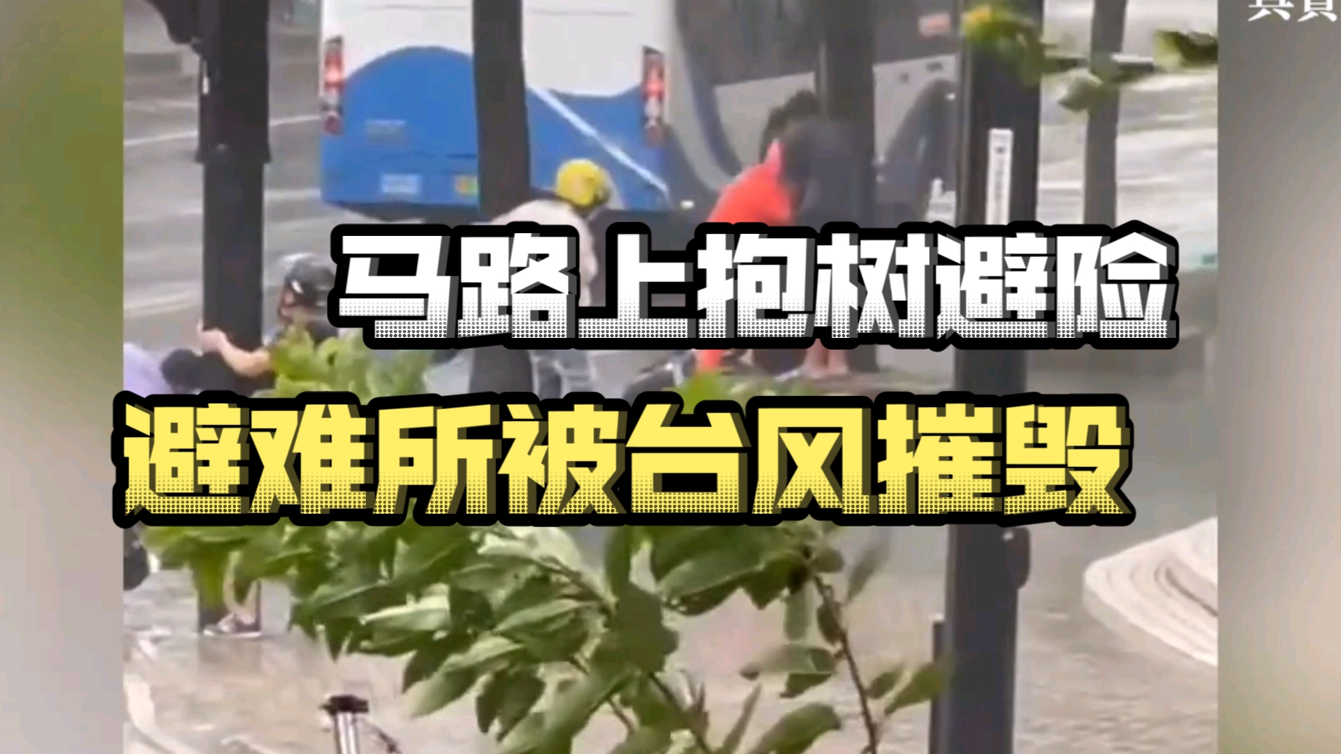 台风"贝碧嘉"进攻大上海,市民马路上抱树避险.