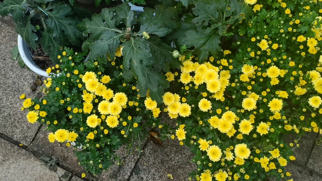 不可错过的地被菊 小阳春里黄菊暖心