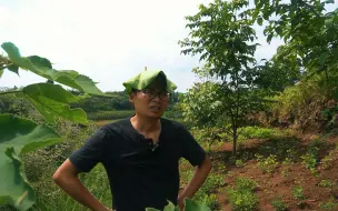 Скачать видео: 儿时的美味，回娘家刨地瓜，做一道毛血旺，麻辣鲜香，真解馋