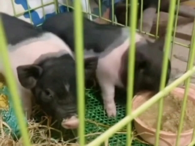 宠物小香猪饲养基地