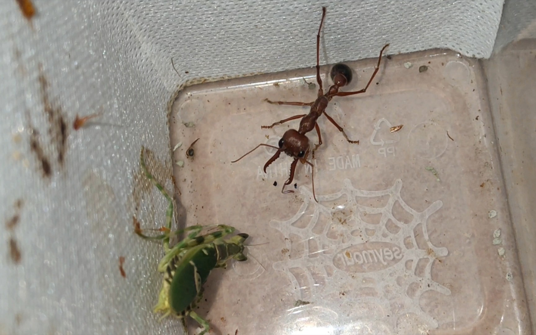 勇敢的战士!单臂眼斑螳螂尝试捕食短结牛蚁