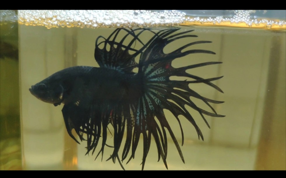 泰国斗鱼 黑狮王_哔哩哔哩 (゜-゜)つロ 干杯~-bilibili