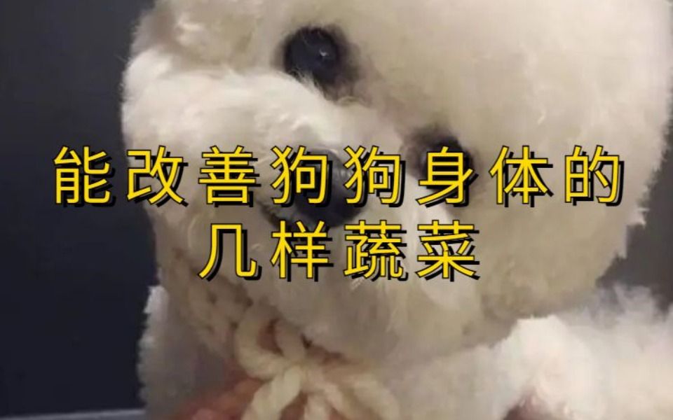 能改善狗狗身体的几样蔬菜哔哩哔哩bilibili