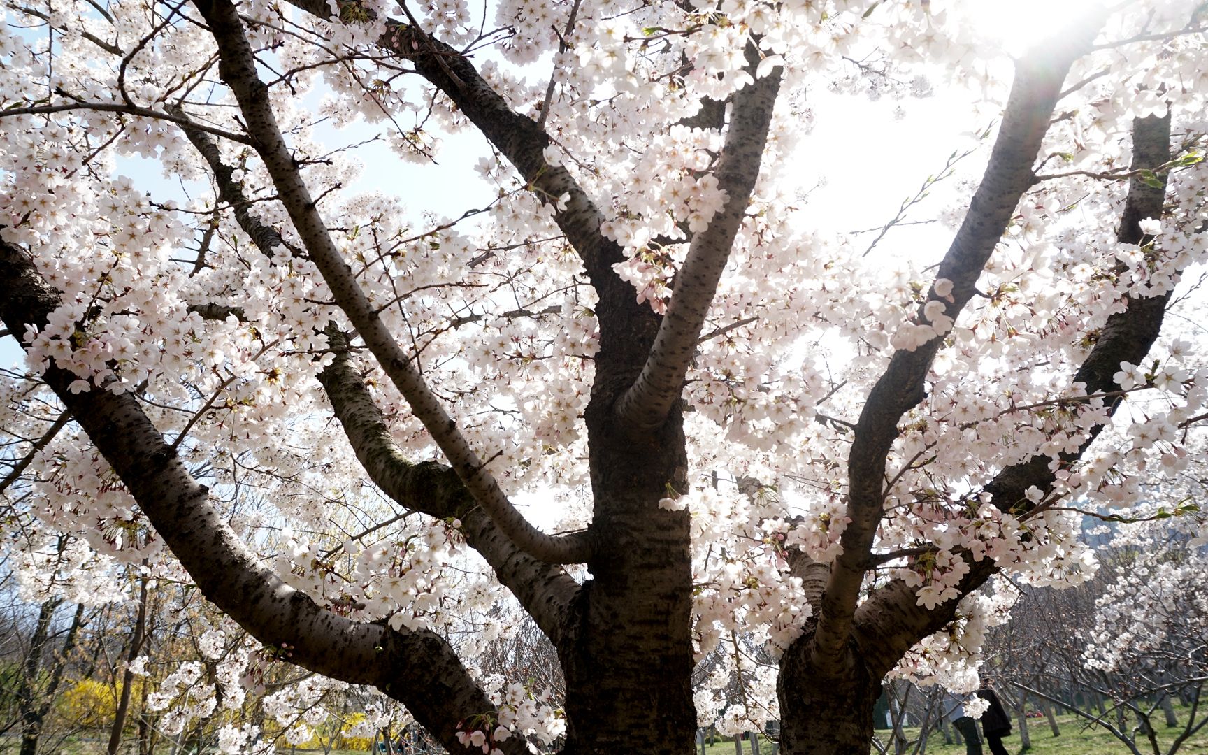 大连植物园樱花开时随手拍2021418