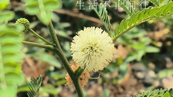 【最美的痕迹叫回忆草】视频已打包,欢迎围观!