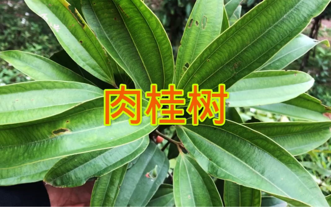 植物世界———肉桂树哔哩哔哩bilibili