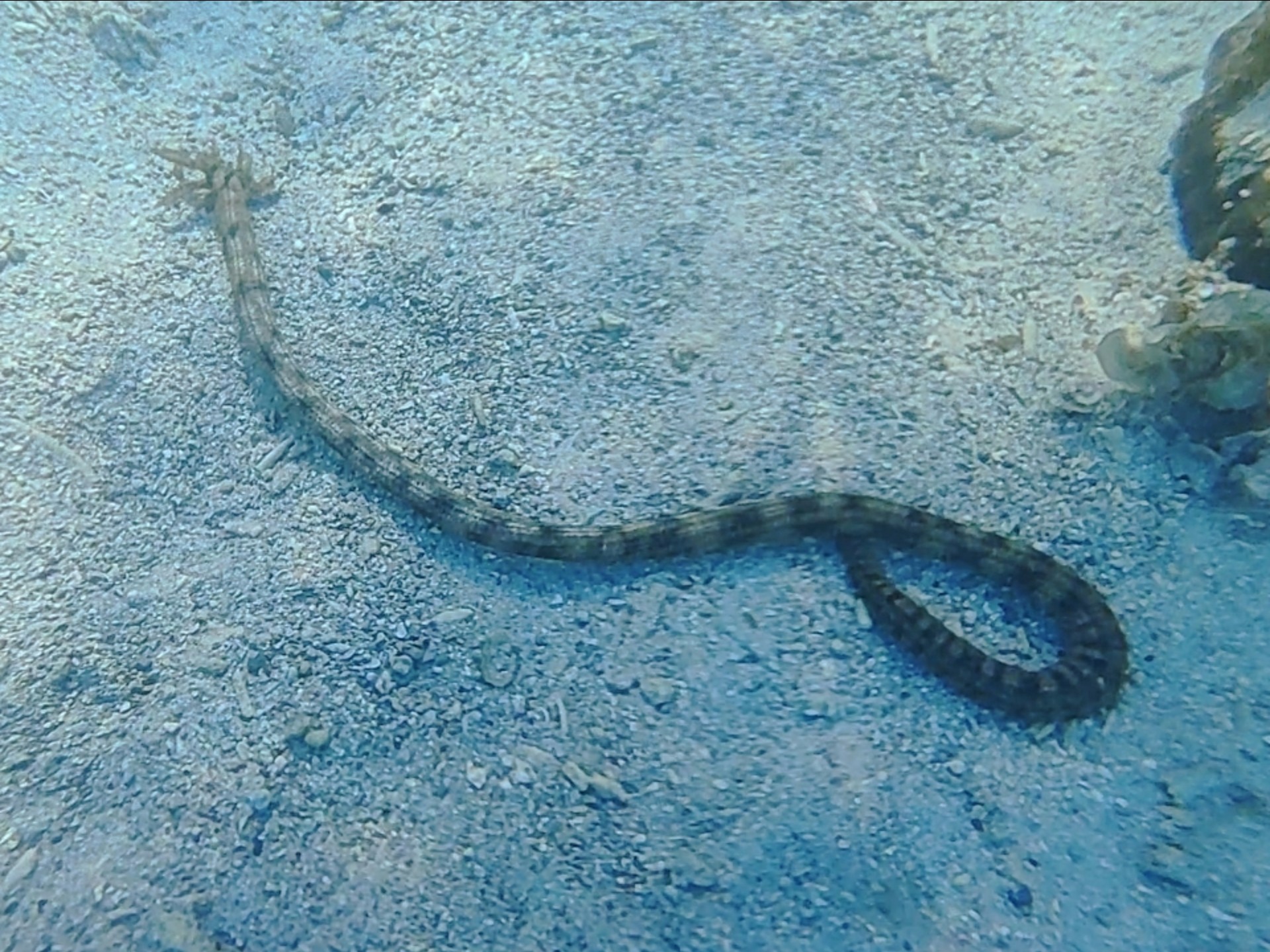 毛里求斯 浮潜,发现奇特有趣的蛇海参