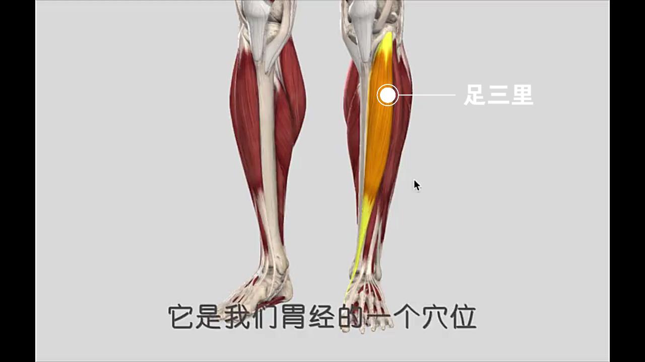 胫骨前肌肉解剖图图片