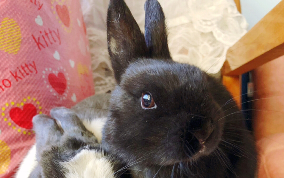 【兔子】张嘴吃兔粮_哔哩哔哩 (゜-゜)つロ 干杯~-bilibili