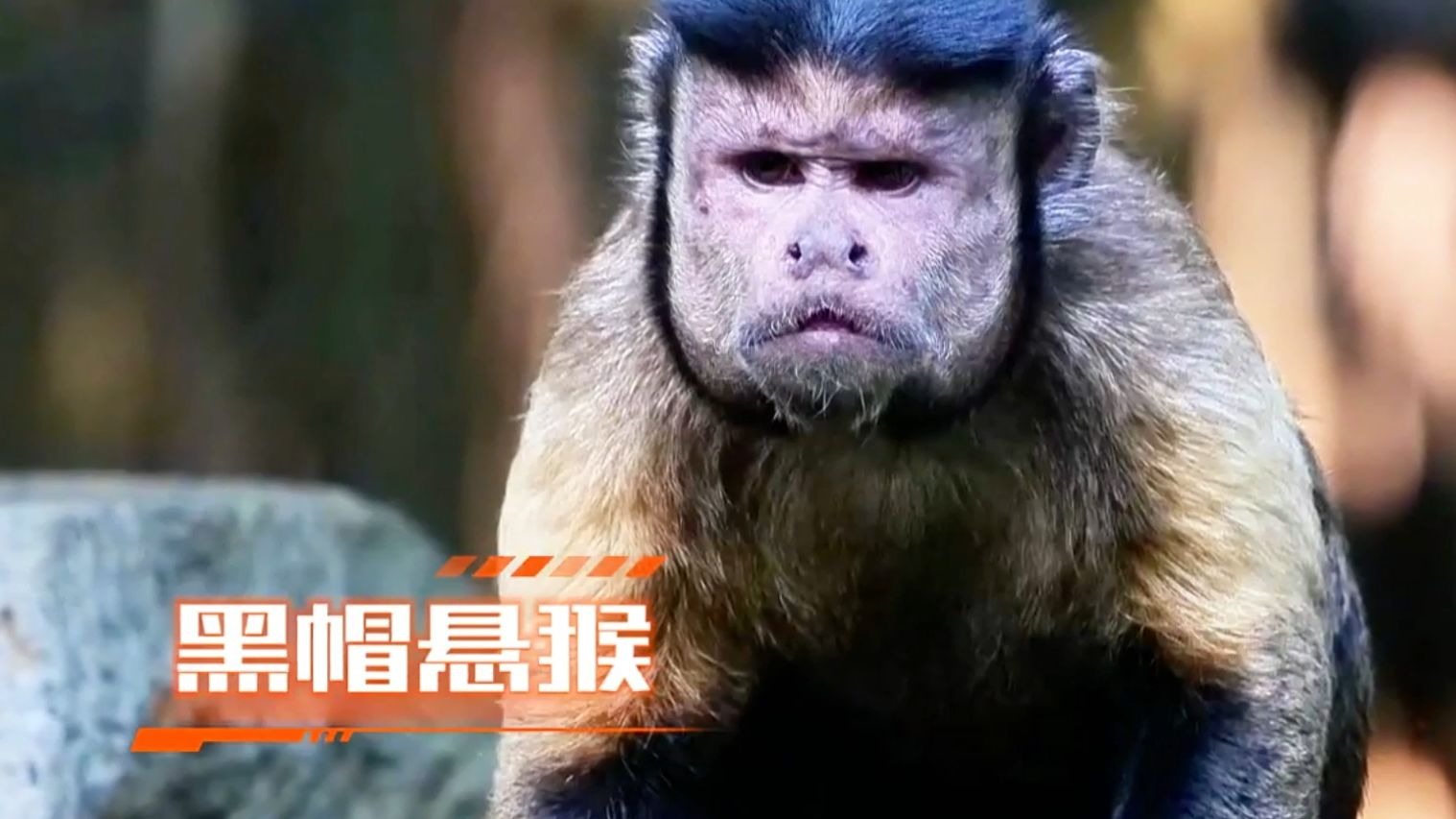 黑帽悬猴:国字脸大背头,总感觉像你的那个谁 !