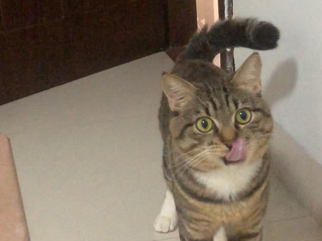 小猫第一次说"老吴老吴",要送它去上学吗?已经会