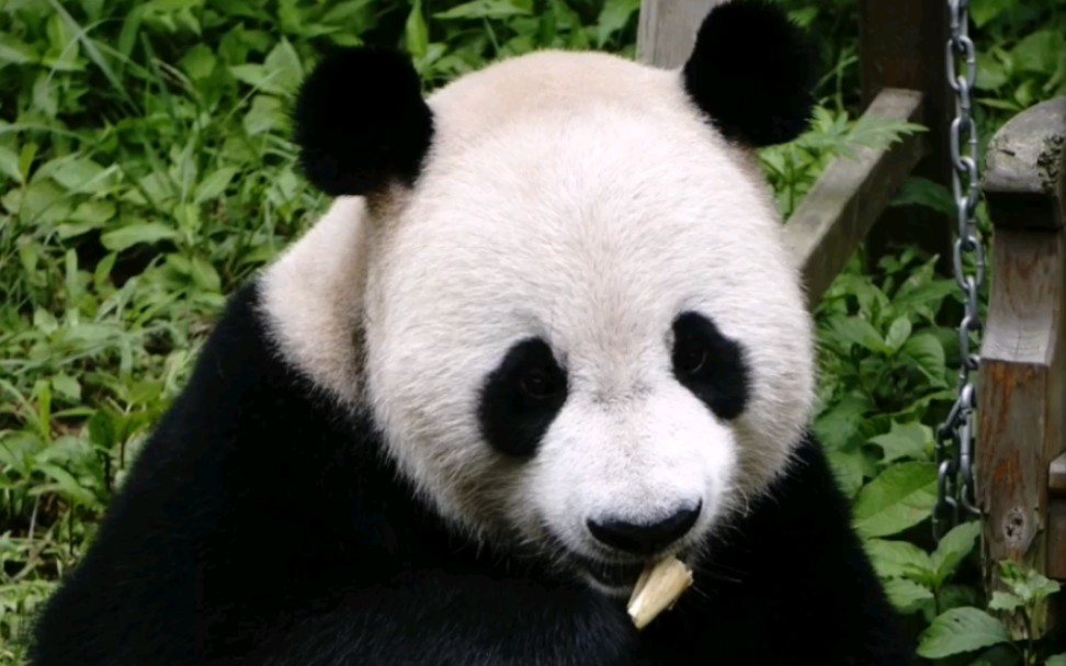 【大熊猫平平】小帅哥一枚