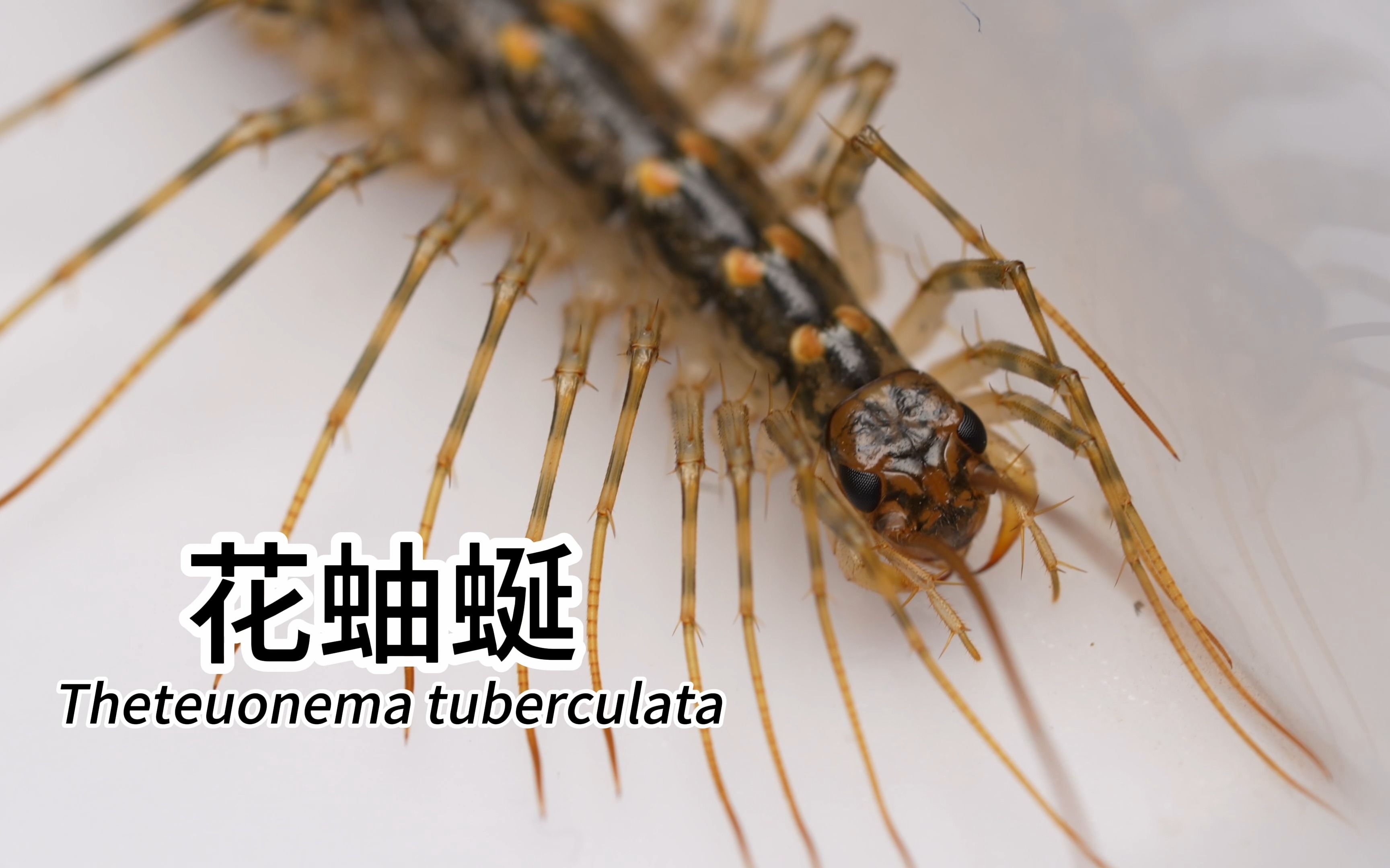 [4K]花蚰蜒 Theteuonema tuberculata哔哩哔哩bilibili