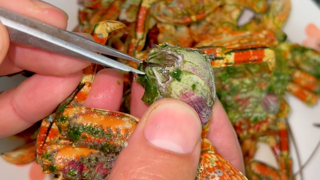 这种螃蟹被藤壶寄生了,我打算帮它处理下