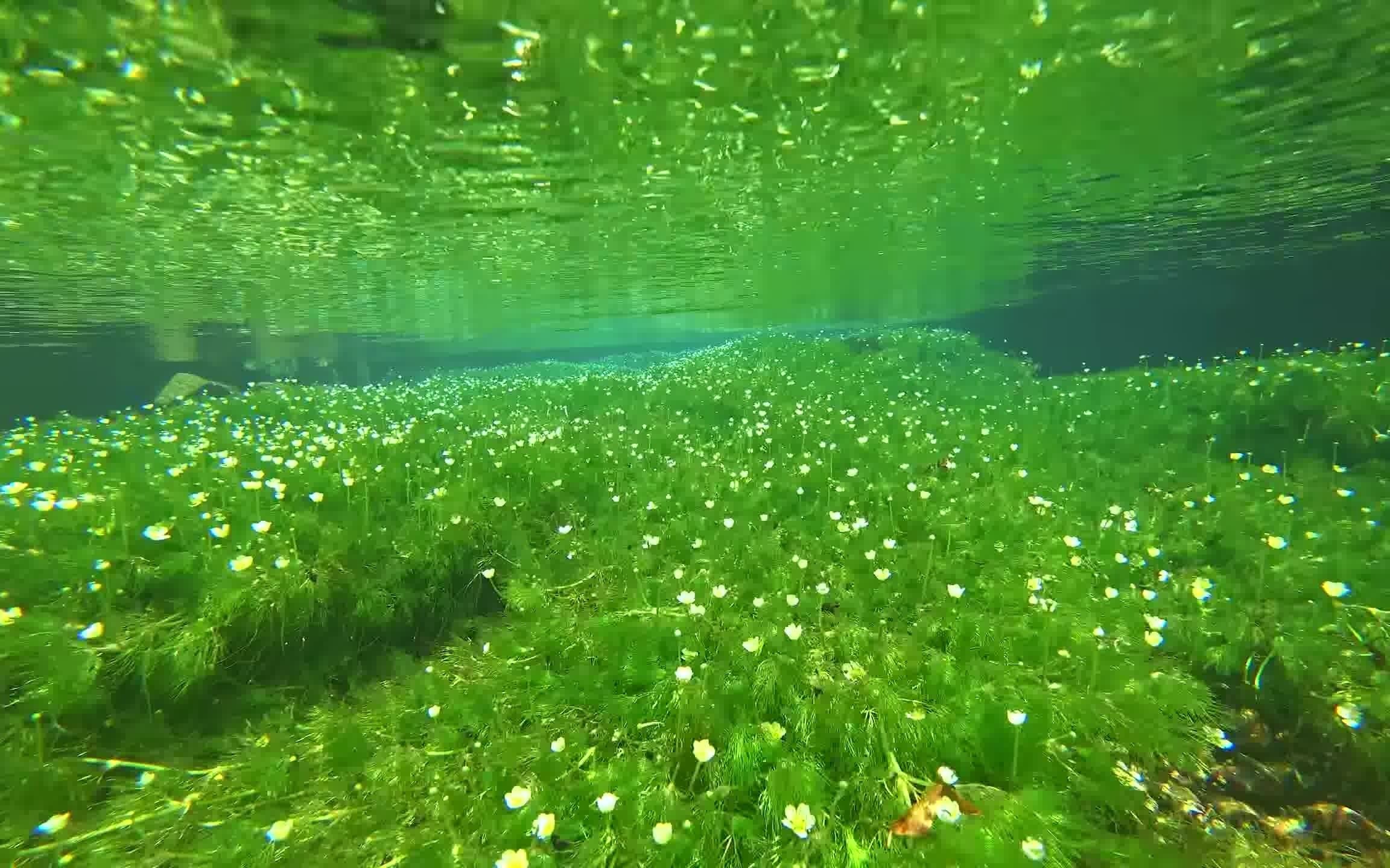 [图]自然治愈4K / 清澈的小溪与水下风景1小时