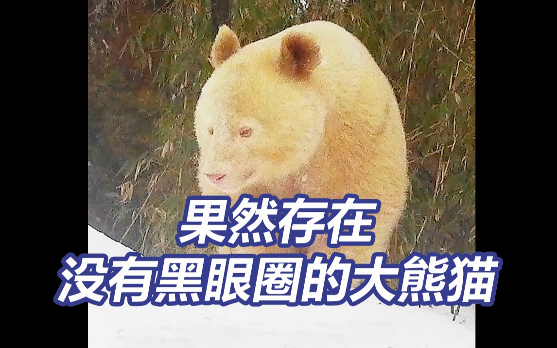 不是P的!没有黑眼圈的白色野生大熊猫首度被公开哔哩哔哩bilibili