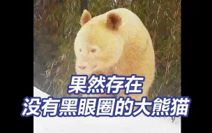 Download Video: 不是P的！没有黑眼圈的白色野生大熊猫首度被公开