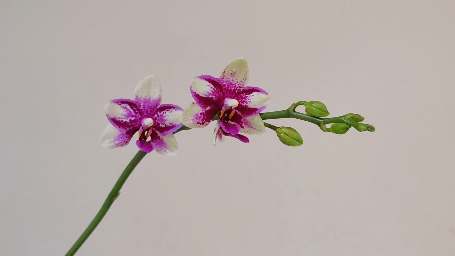 【蝴蝶兰紫钻】性价比大军中的一员,这天气乡下的植物也都被烤糊了,没