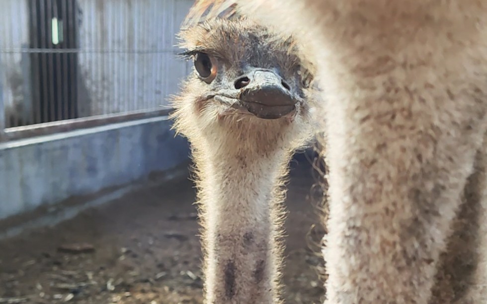 超级可爱的鸵鸟们
