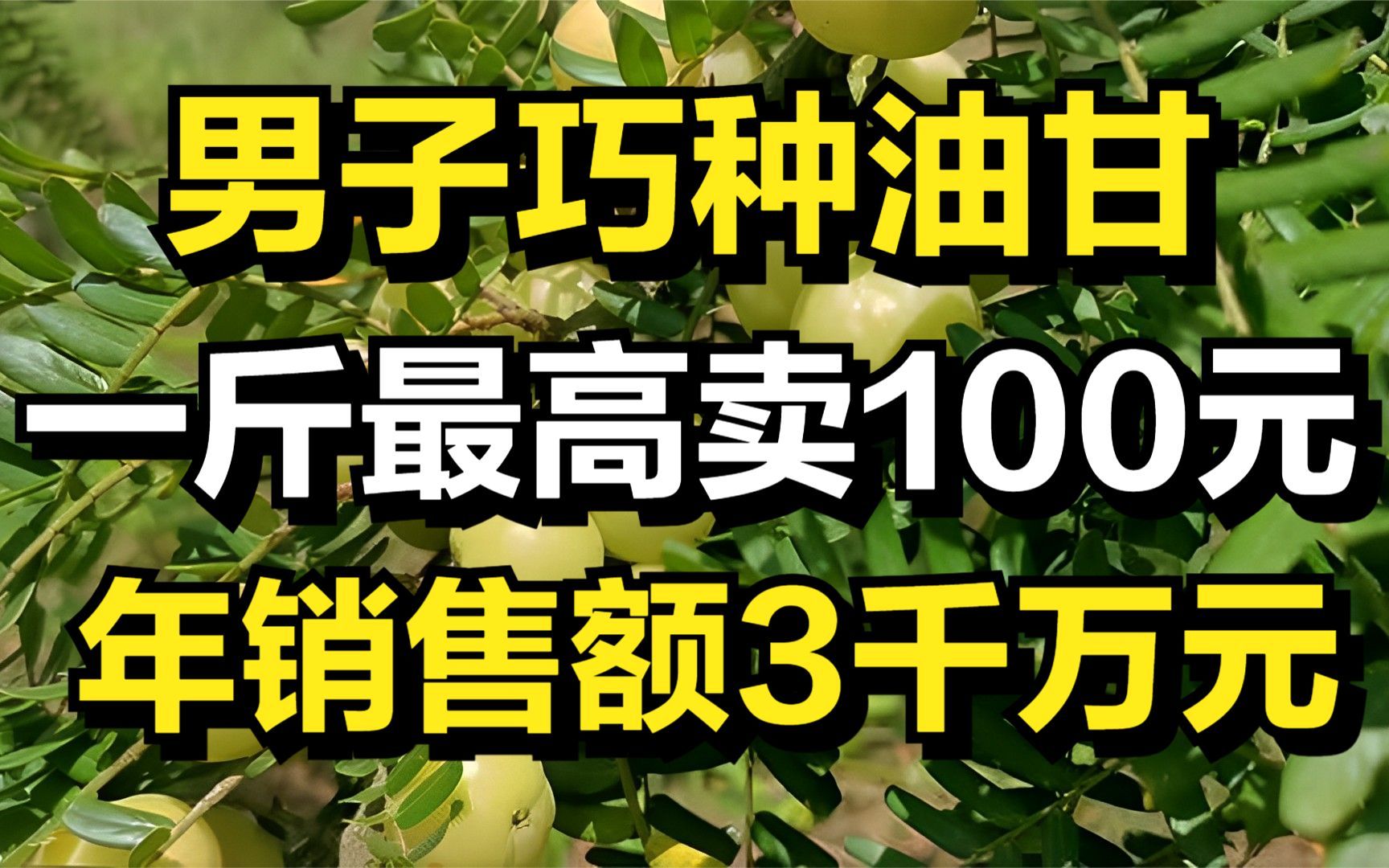 男子巧种油甘,一斤最高卖100元,年销售额达3千万元!哔哩哔哩bilibili