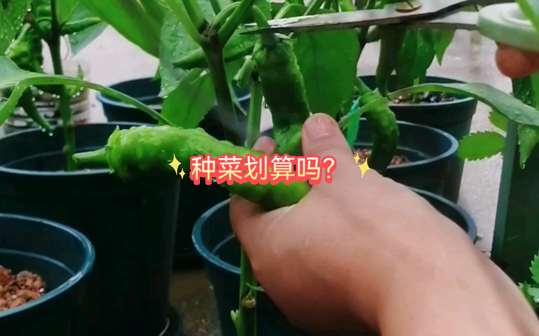 有人说种菜还没有买菜划算哔哩哔哩bilibili