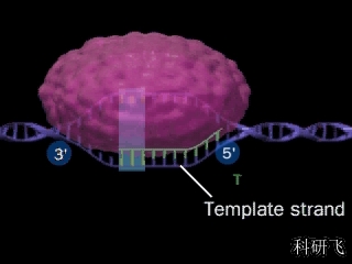 DNA转录过程动画哔哩哔哩bilibili