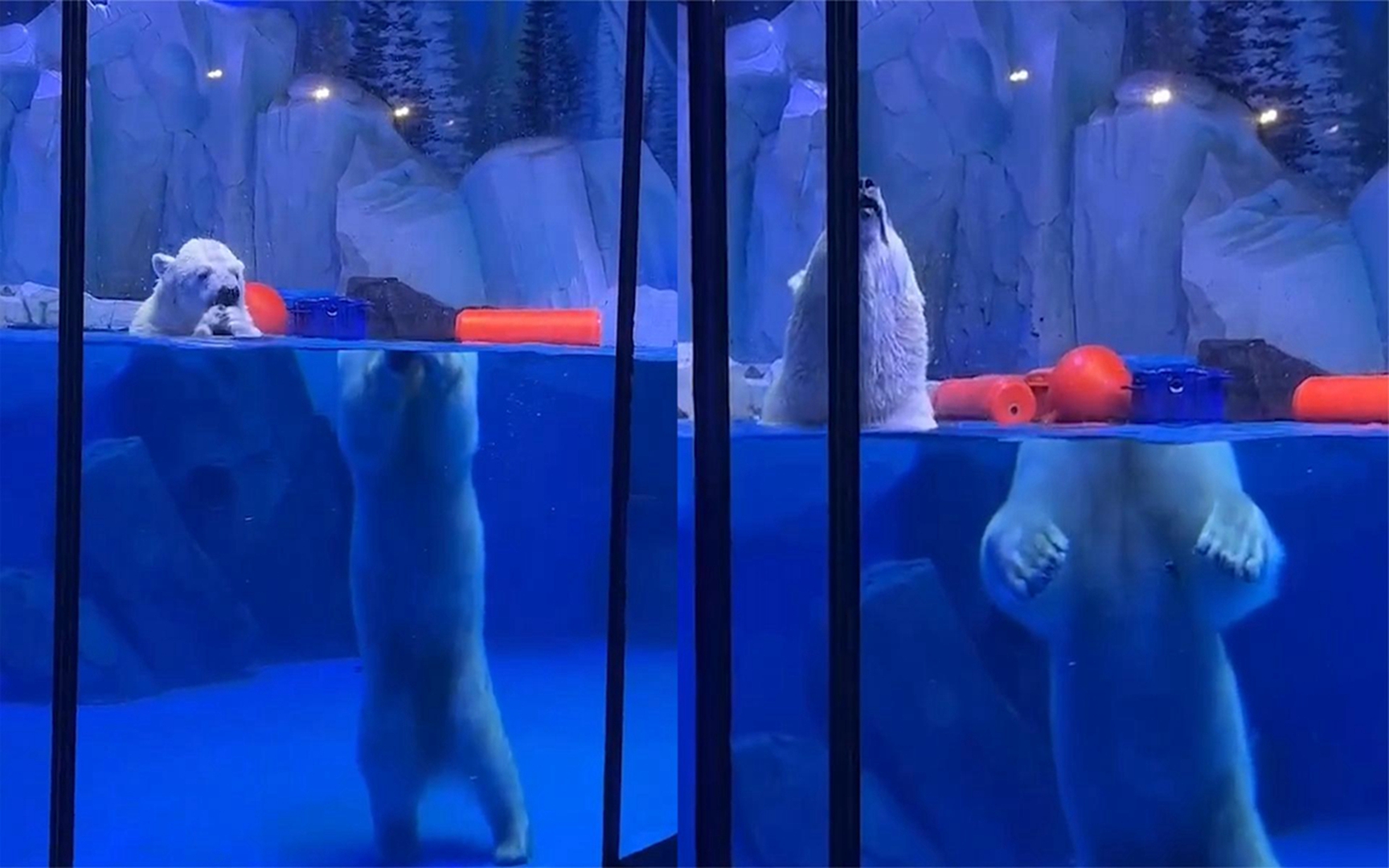 北极熊水中上演"身首异处"角度诡异令网友看懵最离谱折射