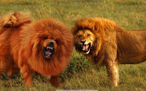 10种长得最像狮子的犬类