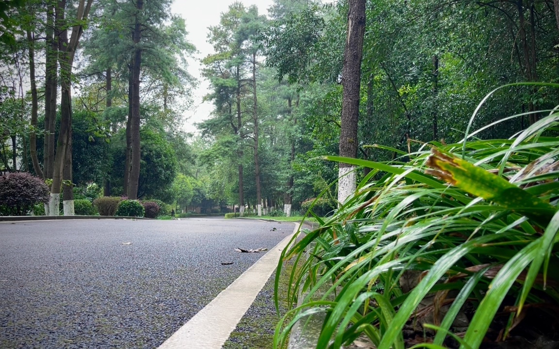 【雨声】森林小雨,实景录制,雨声舒适,雨小视频看不出来哔哩哔哩bilibili