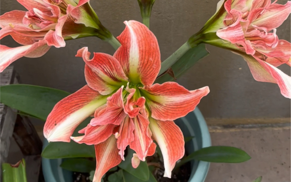 朱顶红 多年心愿,经典中的经典