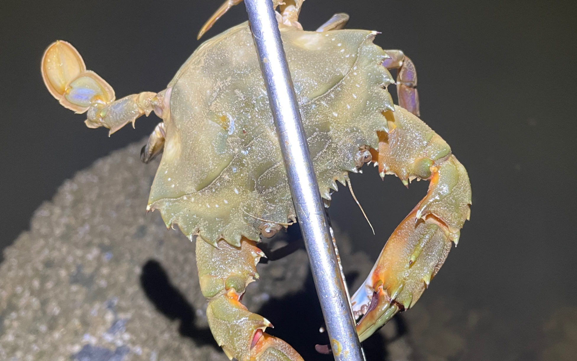 雷子深夜撿海螺,意外還抓到一隻大螃蟹