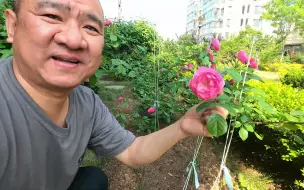 Download Video: 房后的月季花也开了！做对比实验的易多梦幻绣球被采走一朵