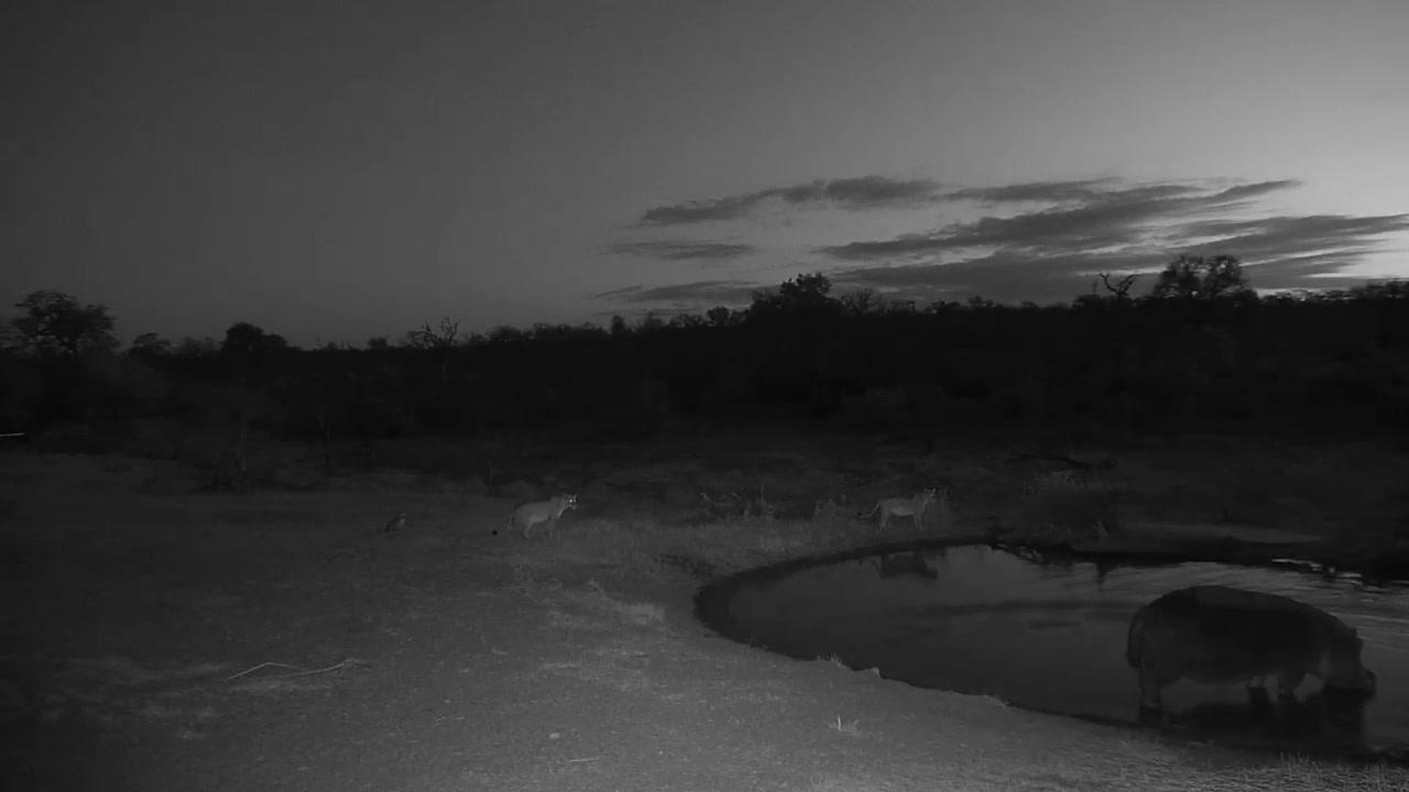 [图]Djuma- Lions-Three Nkuhuma females and two cubs - 05-44 - 08-22-19